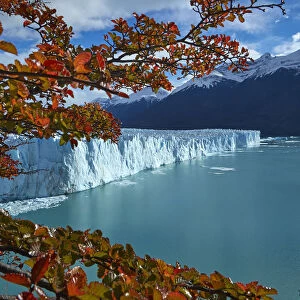 Perito Moreno Glacier and lenga trees in autumn, Parque Nacional Los Glaciares, Patagonia