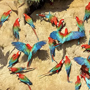 Peru, Amazon. Red and green macaws at clay lick in jungle