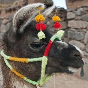 Peru, Atuncolla. Llama with traditional head decorations