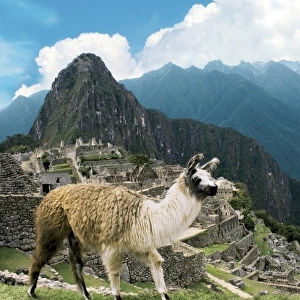 Peru, Machu Picchu, Llama overlooks the ancient lost city of the Inca