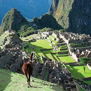 Peru, Machu Picchu, Llama overlooks the lost city