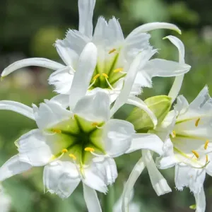 Peruvian Daffodils, USA
