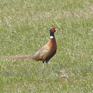 Pheasant standing in grassy field