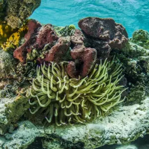 Una fotografía de un anémona marina rodeada por corales blandos y duros de una cabeza de coral. Una fotografía de un anémona marina rodeada por corales blandos y duros de una cabeza de coral.