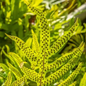Phymatosorus grossus, Musk Fern Phymatosorus grossus, Musk Fern