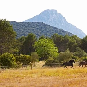 The Pic St Loup mountain top peak. Pic St Loup. Languedoc. Horses running free in a field