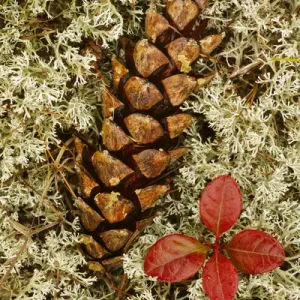 Pine Cone and blueberry foliage among Reindeer Moss, Cladonia rangiferina, Pictured Pine Cone and blueberry foliage among Reindeer Moss, Cladonia rangiferina, Pictured