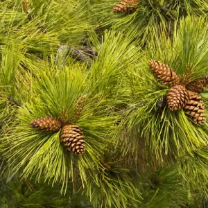 pine cones, close up, Deschutes National Forest, Oregon, USA