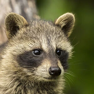 Pine County. Captive raccoon baby close-up