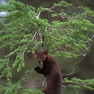 pine marten, Martes martes, climbing in a tree, Takshanuk mountains, northern southeast