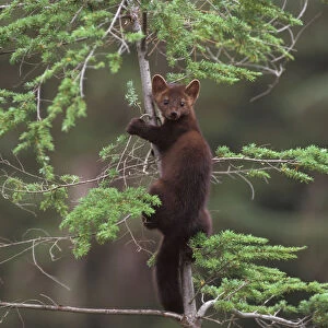 pine marten, Martes martes, up a tree in the foothills of the Takshanuk mountains