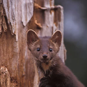 pine marten, Martes martes, in a tree in the foothills of the Takshanuk mountains