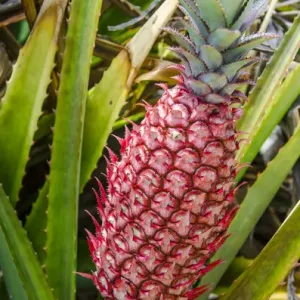 Dole Plantation Pineapple Plants Print Dole Plantation Pineapple Plants Print
