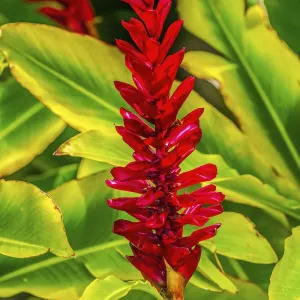 Pinecone Ginger Print, Moorea, Tahiti