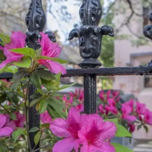 pink Azalea, wrought iron fence, Charleston, South Carolina, USA