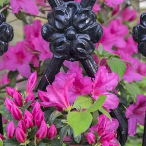 pink Azalea, wrought iron fence, Charleston, South Carolina, USA