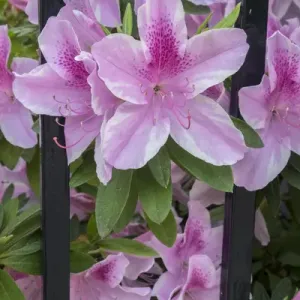 pink Azalea, wrought iron fence, Charleston, South Carolina, USA