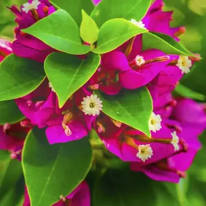 Pink bougainvillea closeup, Moorea, Tahiti, French Polynesia