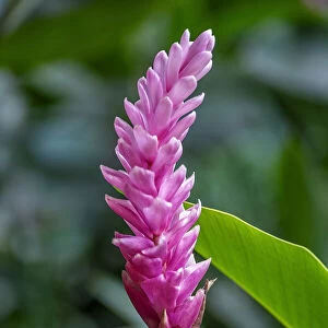 Pink Cone Ginger