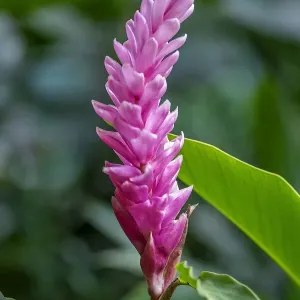 Pink Cone Ginger Pink Cone Ginger