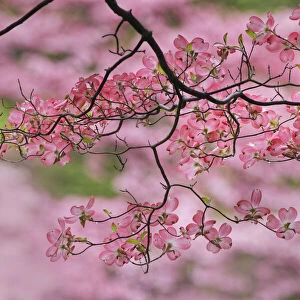 Pink flowering dogwood tree branch, Kentucky