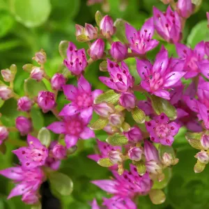 Pink Flowering Sedum