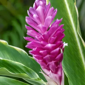 Pink Ginger Plant Print Pink Ginger Plant Print