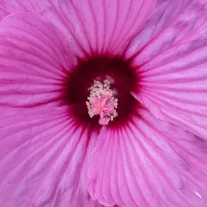 pink Hibiscus, USA