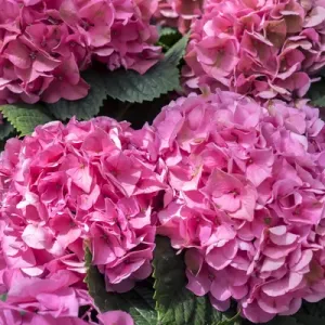 Pink Hydrangea, USA