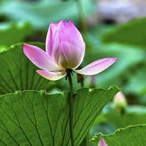 Pink Lotus Blooming Lily Pads Close Up Lotus Pond Temple of the Sun Beijing China