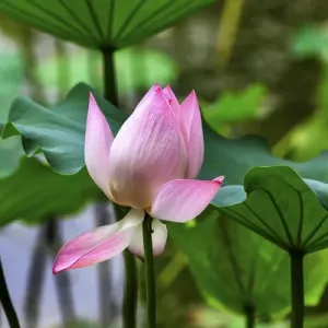 Pink Lotus Blooming Print, Beijing China Pink Lotus Blooming Print, Beijing China