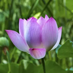 Pink Lotus Flower Print, Close-up of Lily Pads in a Chinese Pond Pink Lotus Flower Print, Close-up of Lily Pads in a Chinese Pond