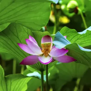 Pink Lotus Flower Stamen Print Pink Lotus Flower Stamen Print