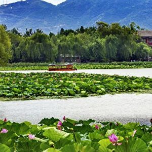 Pink Lotus Pads Garden Boat Buildings Summer Palace Beijing China