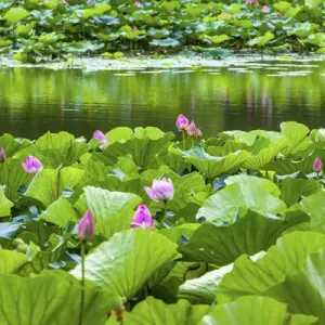 Pink Lotus Pads Garden Reflection Print Pink Lotus Pads Garden Reflection Print