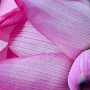 Pink Lotus Petal Bud Close Up Macro Hong Kong Flower Market Pink Lotus Petal Bud Close Up Macro Hong Kong Flower Market