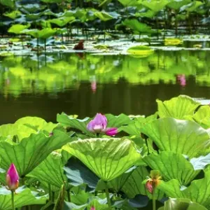 Pink Lotus Pond Garden Lily Pads Summer Palace Beijing China Print Pink Lotus Pond Garden Lily Pads Summer Palace Beijing China Print