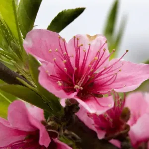 Pink Peach Blossom Macro Close Up, Village, Chengdu, Sichuan, China Pink Peach Blossom Macro Close Up, Village, Chengdu, Sichuan, China