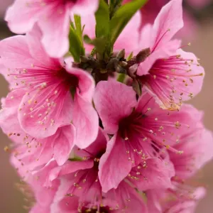 Pink Peach Blossoms Close Up Macro Village, Chengdu, Sichuan, China Pink Peach Blossoms Close Up Macro Village, Chengdu, Sichuan, China