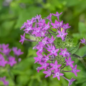 Pink Pentas