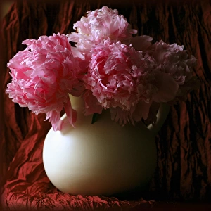 Pink Peonies in White Pitcher