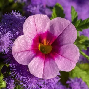 Pink Petunia and purple Bluemink