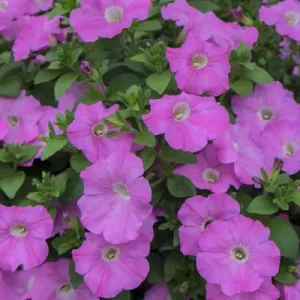 Pink petunias, Charleston, South Carolina, USA
