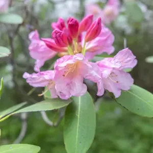 Pink Rhododendron, USA