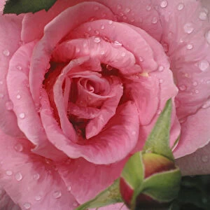 Pink Rose with Dew Drops