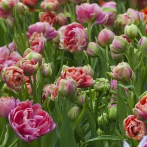 Pink tulip field Pink tulip field
