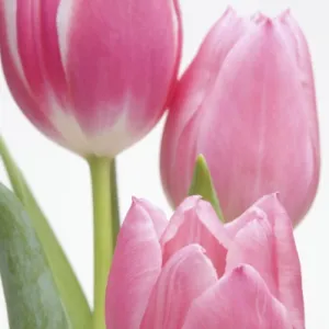 Pink tulips