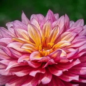 Pink and Yellow Dahlia