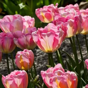 Pink Yellow Tulips Flowers Skagit Valley Farm Washington State Pacific Northwest Pink Yellow Tulips Flowers Skagit Valley Farm Washington State Pacific Northwest