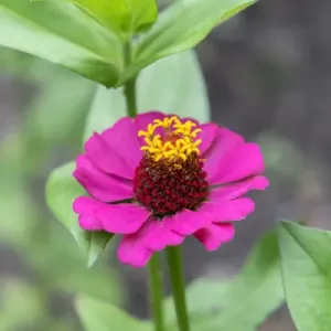 Pink Zinnia, USA